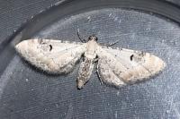 Eupithecia centaureata