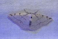 Stegania trimaculata