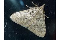 Aglossa pinguinalis