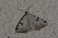 Macaria wauaria