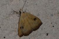 Rivula sericealis