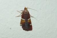 Pyralis regalis