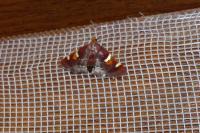 Pyralis regalis