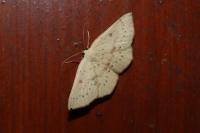 Cyclophora puppillaria