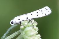 Myelois circumvoluta
