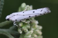 Myelois circumvoluta