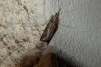 Etiella zinckenella