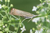 Chrysoteuchia culmella