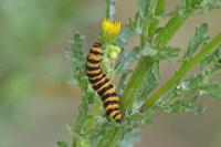 Tyria jacobaeae