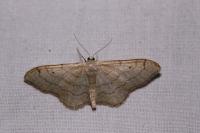 Idaea fuscovenosa