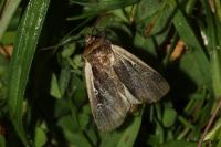 Ochropleura plecta