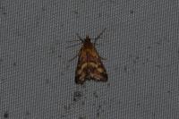 Pyrausta ostrinalis