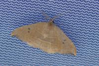 Watsonalla uncinula
