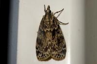 Scoparia basistrigalis
