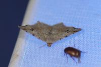 Macaria alternata