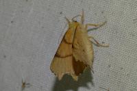Ennomos erosaria