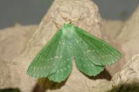 Geometra papilionaria
