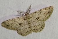 Hypomecis roboraria