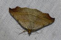 Laspeyria flexula