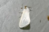Leucoma salicis