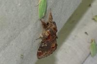 Notodonta dromedarius