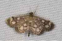 Anania coronata
