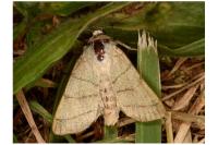 Charanyca trigrammica