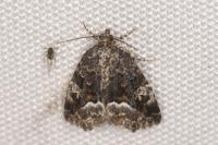 Deltote pygarga