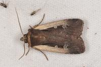 Ochropleura plecta