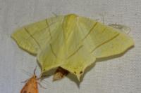 Ourapteryx sambucaria