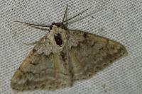 Pseudoterpna coronillaria