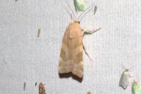 Noctua fimbriata