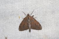 Thera obeliscata
