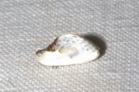 Cilix glaucata