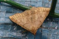 Zanclognatha lunalis