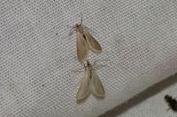 Acentria ephemerella