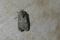 Agrotis exclamationis exclamationis