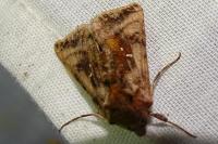 Autographa jota