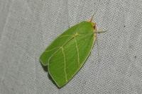 Bena bicolorana