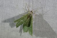 Hemithea aestivaria