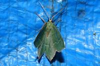 Hemithea aestivaria