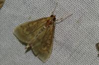 Ostrinia nubilalis