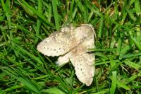 Stauropus fagi