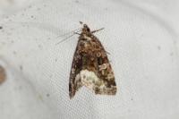 Deltote pygarga