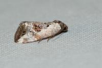 Elaphria venustula