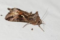 Autographa gamma
