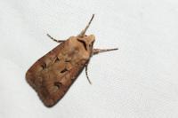 Agrotis exclamationis exclamationis