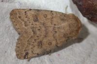 Hoplodrina octogenaria
