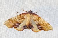 Plagodis dolabraria