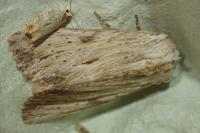 Apamea lithoxylaea